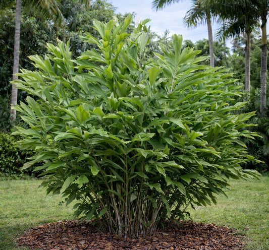 Arenga porphyrocarpa dense tropical palm with broad green leaves and clustered stems