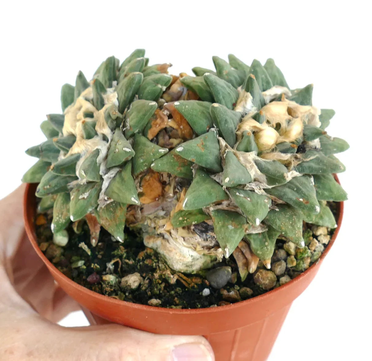 Ariocarpus retusus var. scapharostroides raro cactus succulento con tubercoli verdi triangolari in vaso piccolo