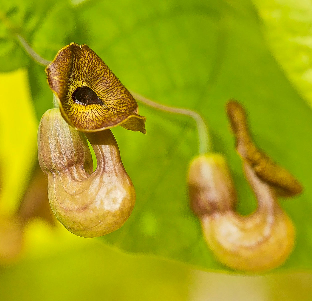 Aristolochia durior unique curved yellow-brown tubular flowers with dark markings on green leaves