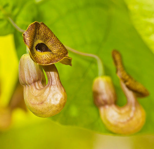 Aristolochia durior unique curved yellow-brown tubular flowers with dark markings on green leaves