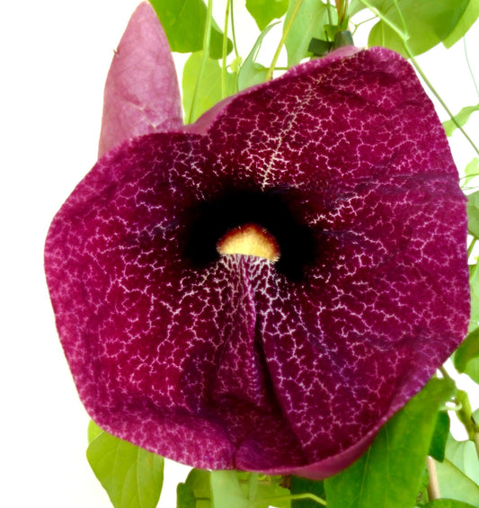 Fiore grande color viola intenso di Aristolochia gigantea con intricate venature bianche e sfondo di foglie verdi