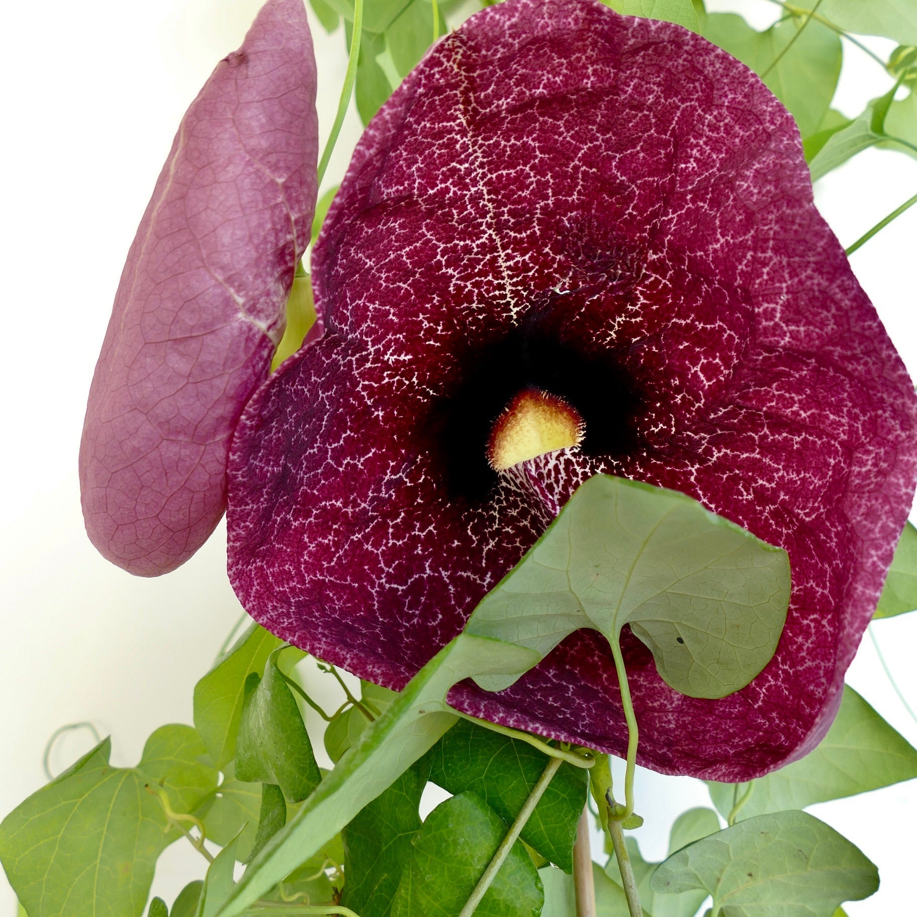 Aristolochia gigantea grande fiore viola scuro venato con foglie verdi a forma di cuore