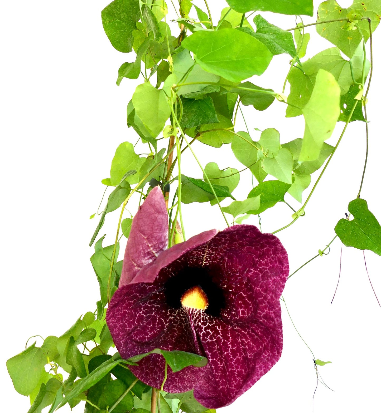 Aristolochia gigantea | Giant Dutchman's pipe | Giant Pelican Flower