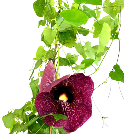 Aristolochia gigantea | Giant Dutchman's pipe | Giant Pelican Flower