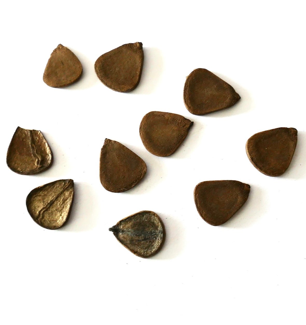 Semi di pianta Aristolochia gorgona di colore marrone con forma irregolare su sfondo bianco
