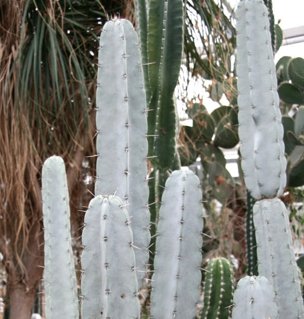 Armatocereus laetus tall columnar cactus with pale blue-green stems and sparse spines