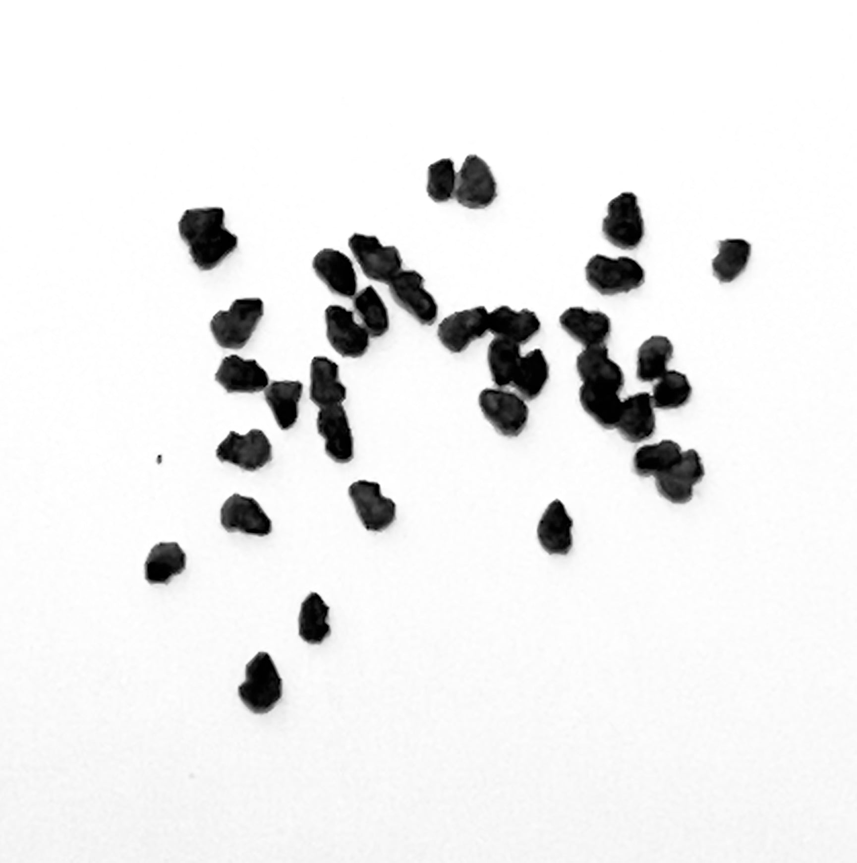 Armatocereus laetus cactus seeds scattered on white background
