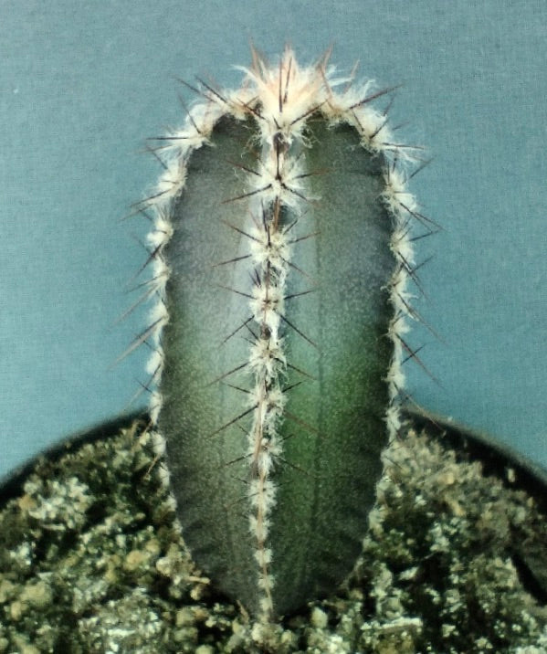 Armatocereus mataralensis rare succulent cactus with white spines in soil pot