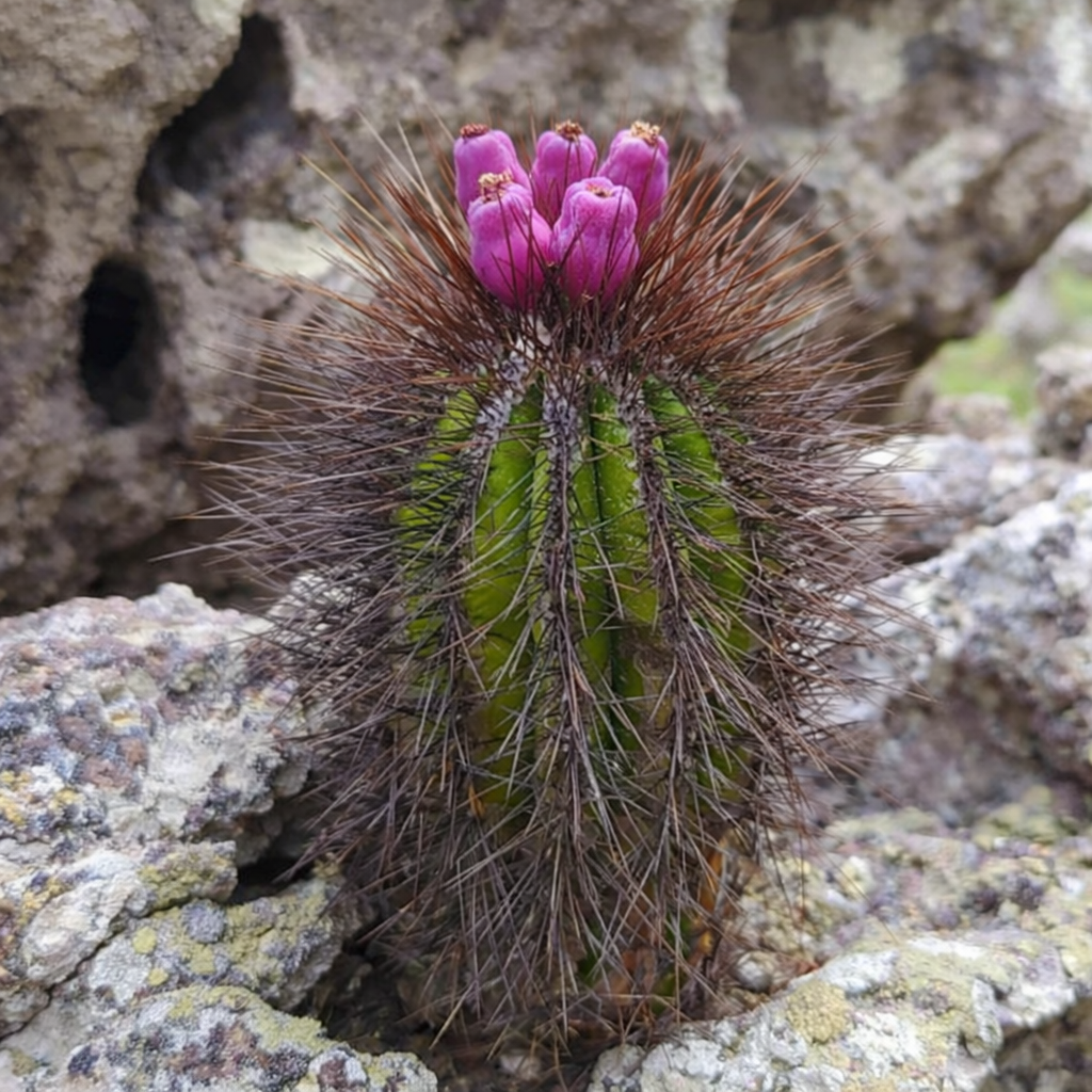 Arrojadoa bahiensis small cactus with dense brown spines and vibrant pink flowers growing on rocky ground