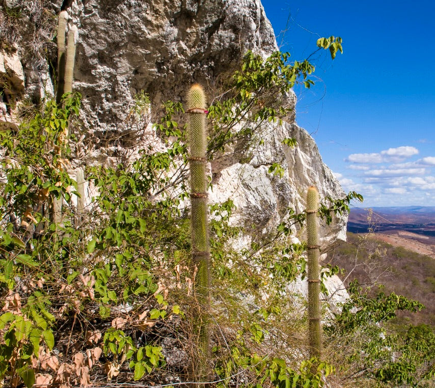 Arrojadoa marylanae tall slender spiny cactus growing on rocky hillside with green foliage