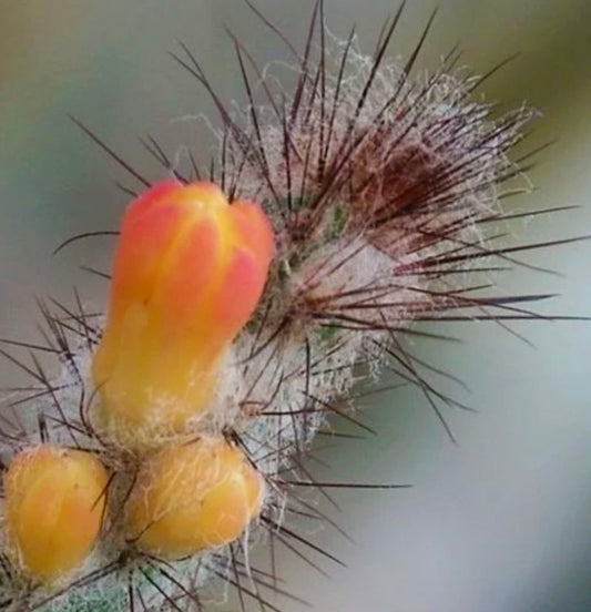 Arrojadoa multiflora raro cactus con fusti spinosi e piccoli fiori arancione-gialli
