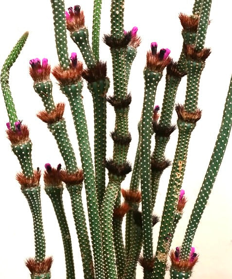 Arrojadoa penicillata cactus with slender green stems and small purple flowers