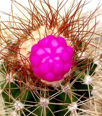 Arrojadoa rhodantha cactus with bright pink fruit and long reddish spines close-up