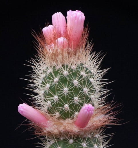 Arrojadoa rhodantha var. occibahiensis raro cactus con fiori tubolari rosa e spine fitte