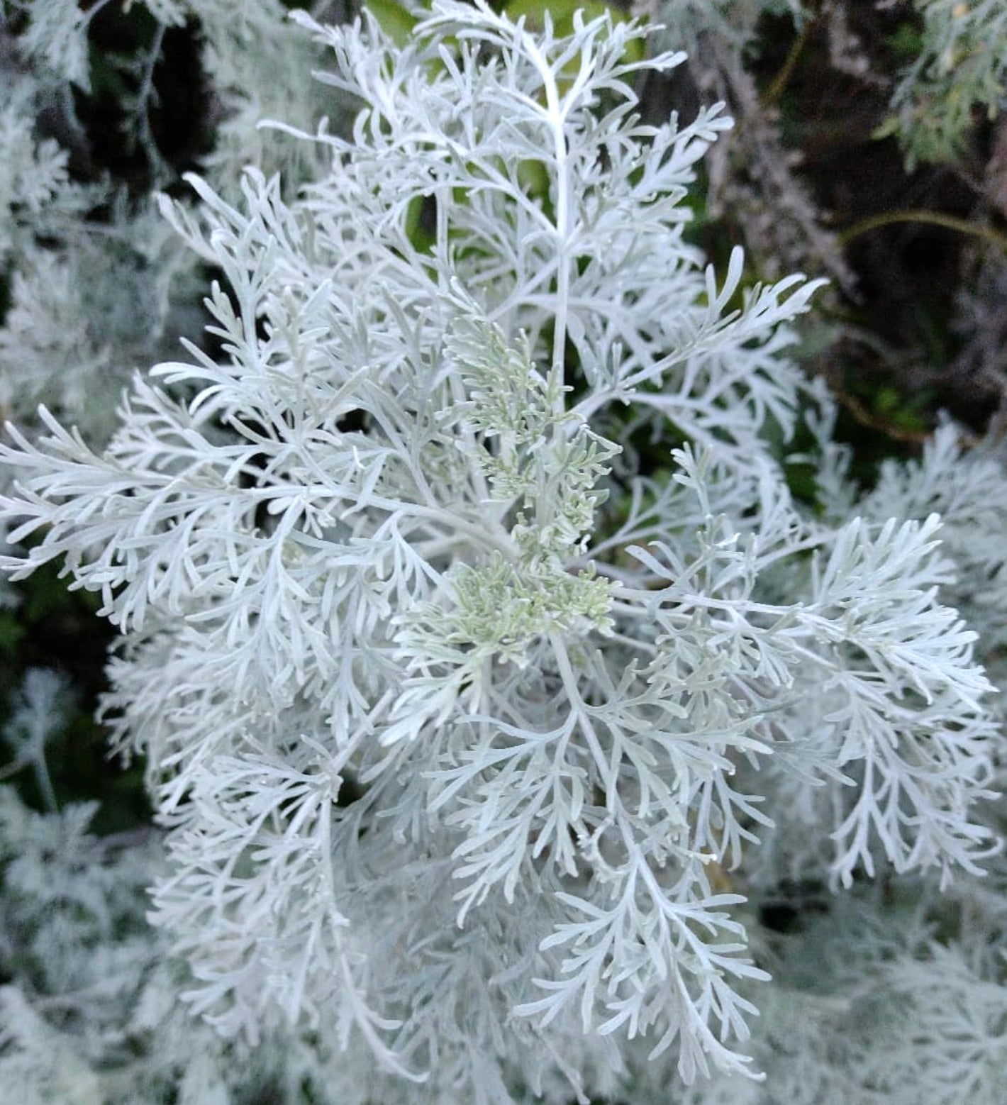 Artemisia arborescens fogliame argenteo finemente diviso arbusto ornamentale