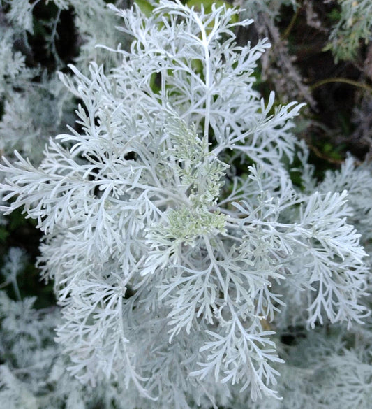 Artemisia arborescens arbusto dal fogliame finemente diviso argenteo con una texture morbida