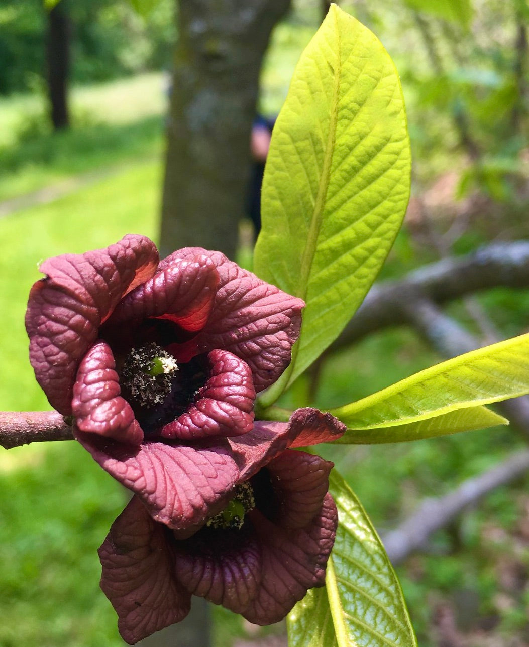 Fiori rugosi di colore bordeaux scuro di Asimina triloba con foglie allungate verde brillante all'aperto