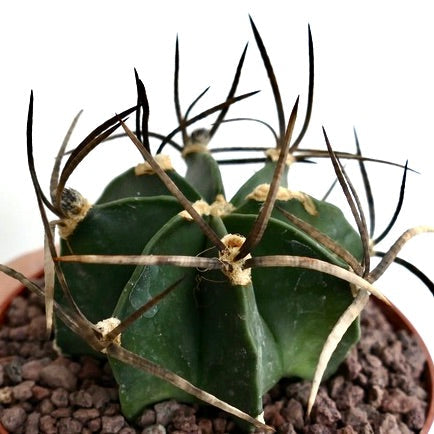 Astrophytum capricorne var. minor raro cactus succulento con spine lunghe e curve in vaso