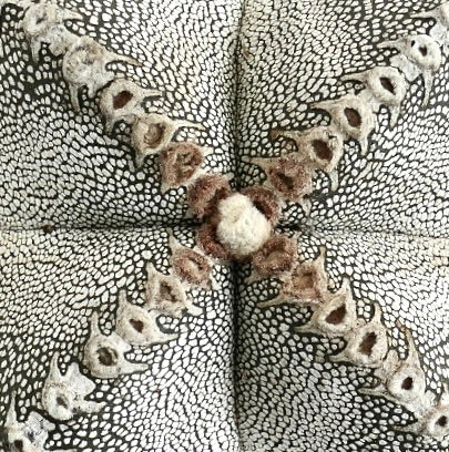 Astrophytum myriostigma cv ONZUKA V-TYPE rare white speckled star-shaped cactus