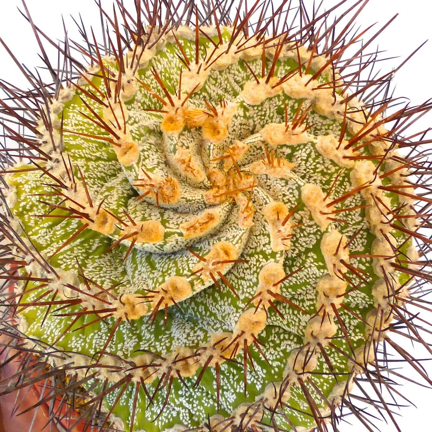 Astrophytum ornatum form spiralis rare spiral succulent cactus with long brown spines
