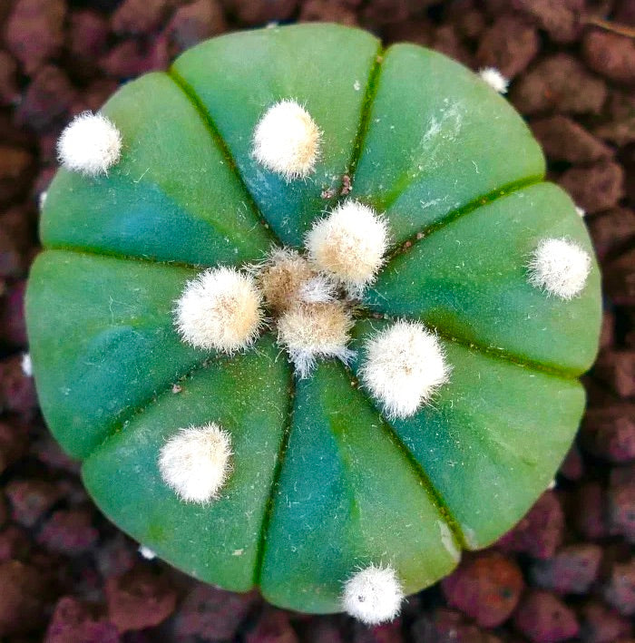Astrophytum asterias cv OIBBO succulent cactus with round shape and white woolly areoles