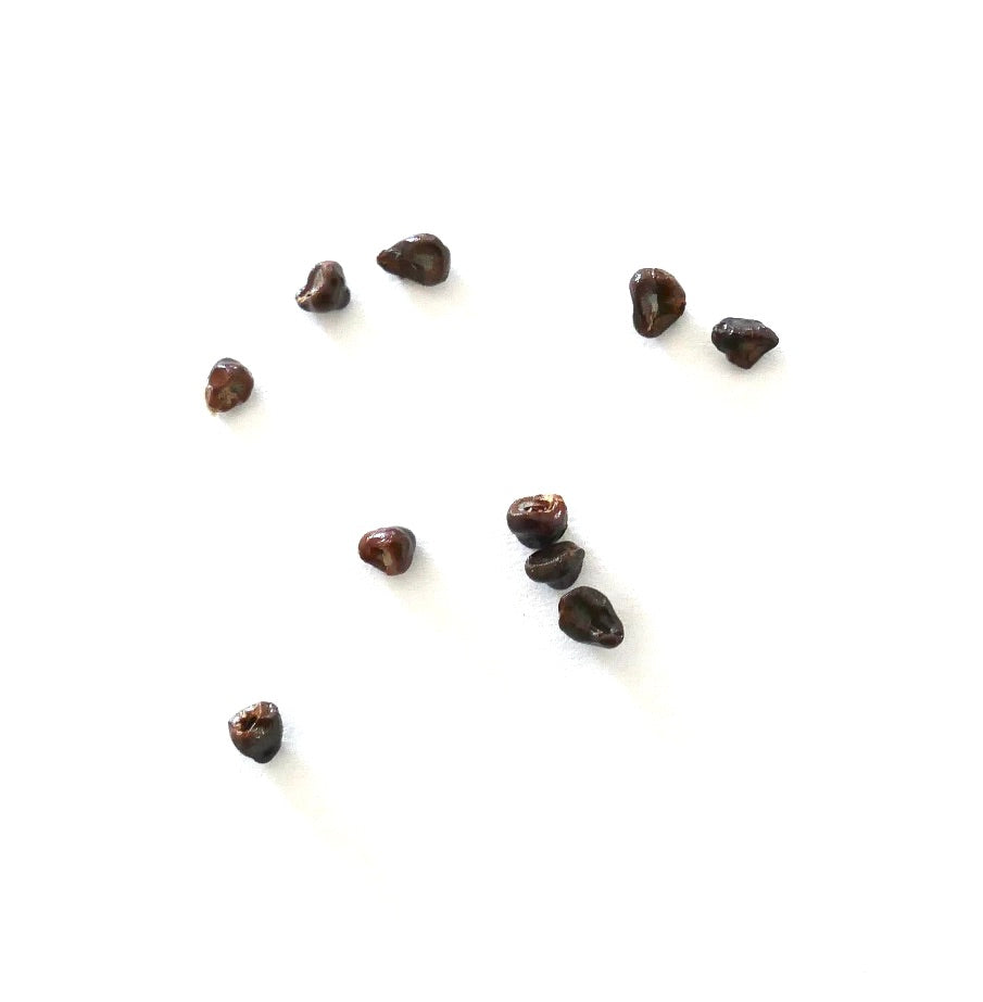 Astrophytum asterias cv OIBBO succulent cactus seeds on white background