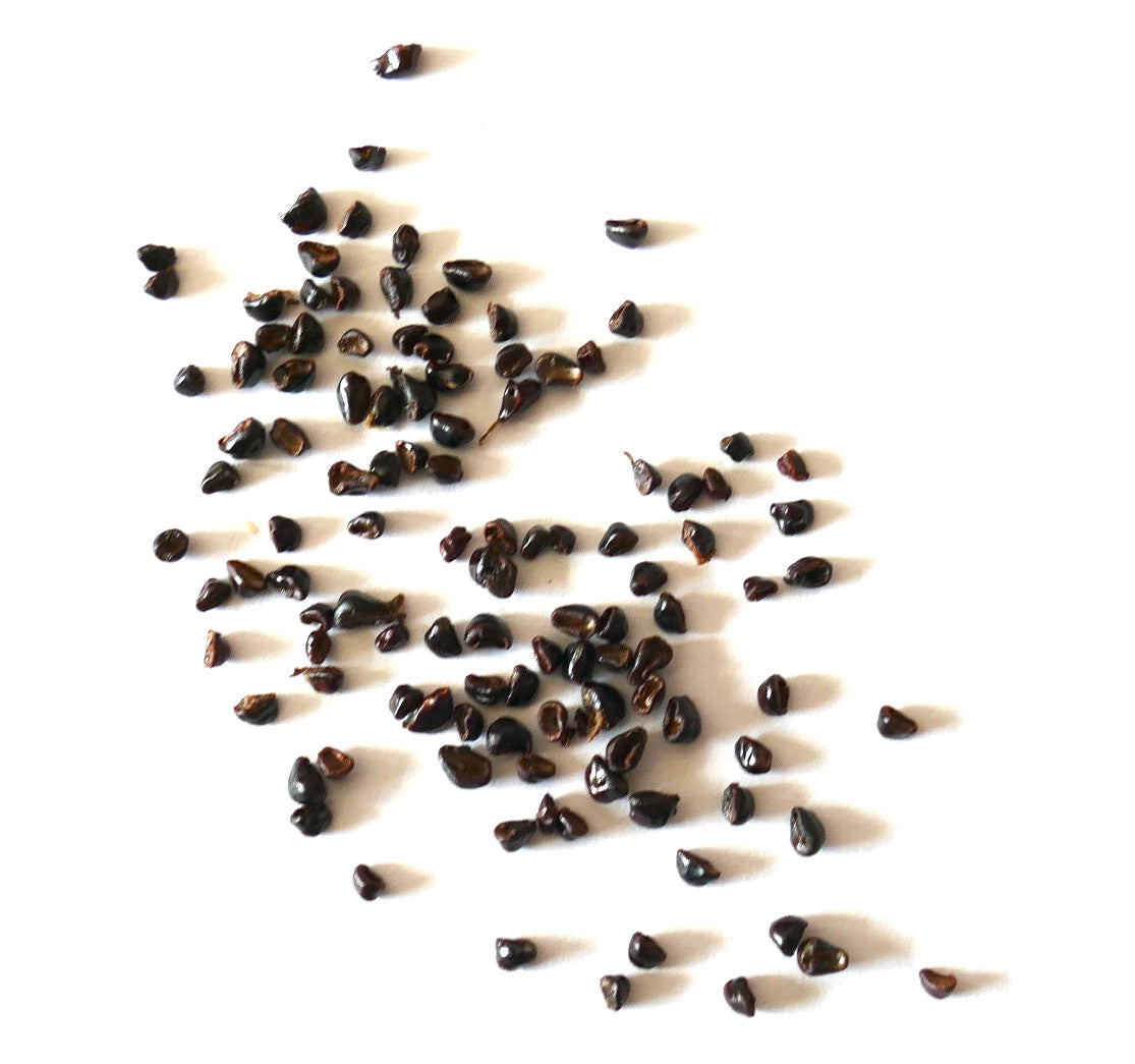 Astrophytum myriostigma dark brown cactus seeds scattered on white background