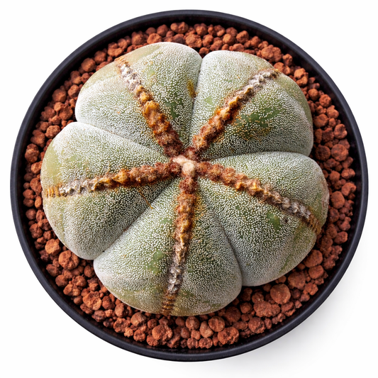 Astrophytum myriostigma raro cactus succulento con corpo a forma di stella e texture punteggiata bianca