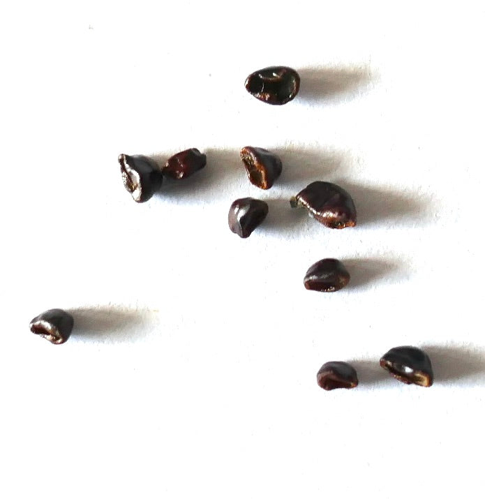 Astrophytum myriostigma dark brown cactus seeds on white background
