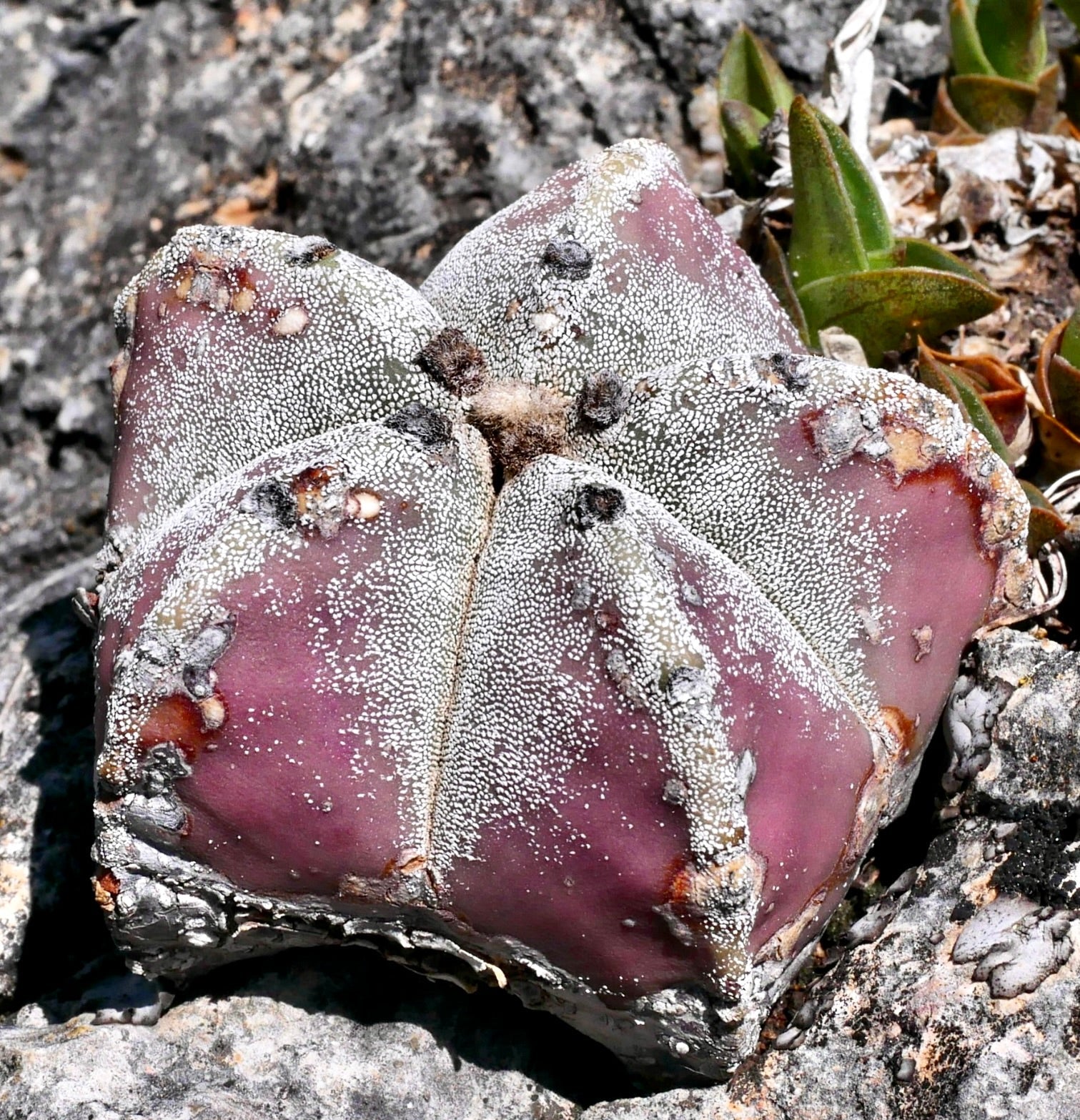 Astrophytum myriostigma raro cactus succulento viola con texture maculata bianca e forma a stella