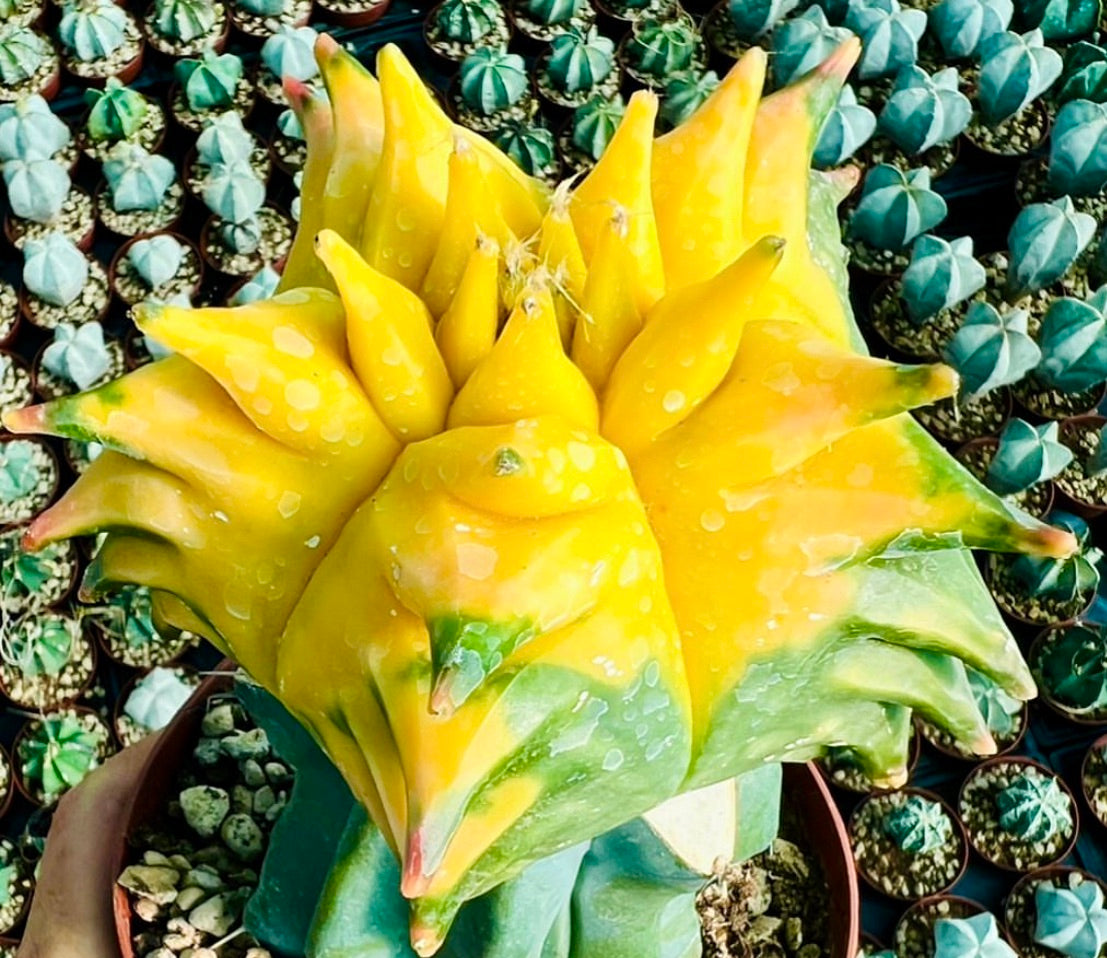 Astrophytum myriostigma cv KIKKO SWAROVSKI rare variegated yellow and green succulent cactus
