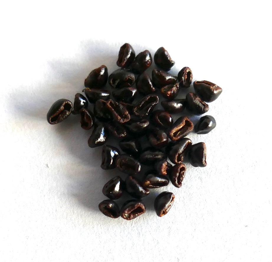 Astrophytum myriostigma cv KIKKO SWAROVSKI cactus seeds close-up on white background