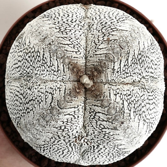 Astrophytum myriostigma cv ONZUKA