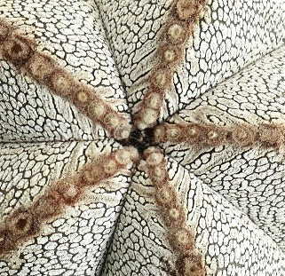 Astrophytum myriostigma cv ONZUKA raro cactus bianco a forma di stella con superficie texture e areole marroni