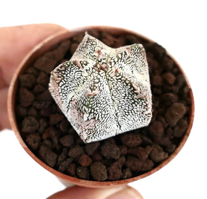 Astrophytum myriostigma cv ONZUKA raro cactus a forma di stella con superficie testurizzata macchiata di bianco