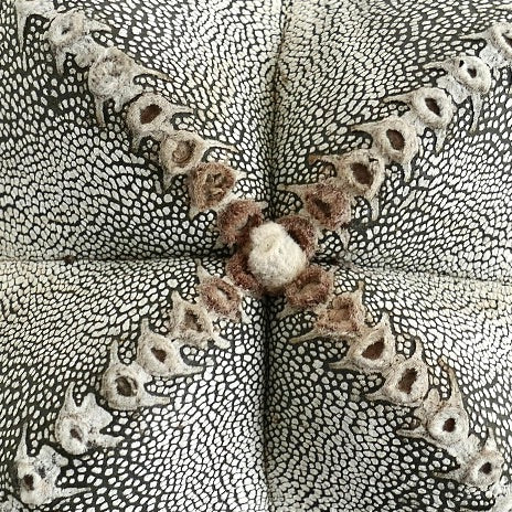 Astrophytum myriostigma cv ONZUKA raro cactus succulento con superficie testurizzata maculata di bianco e areole lanuginose