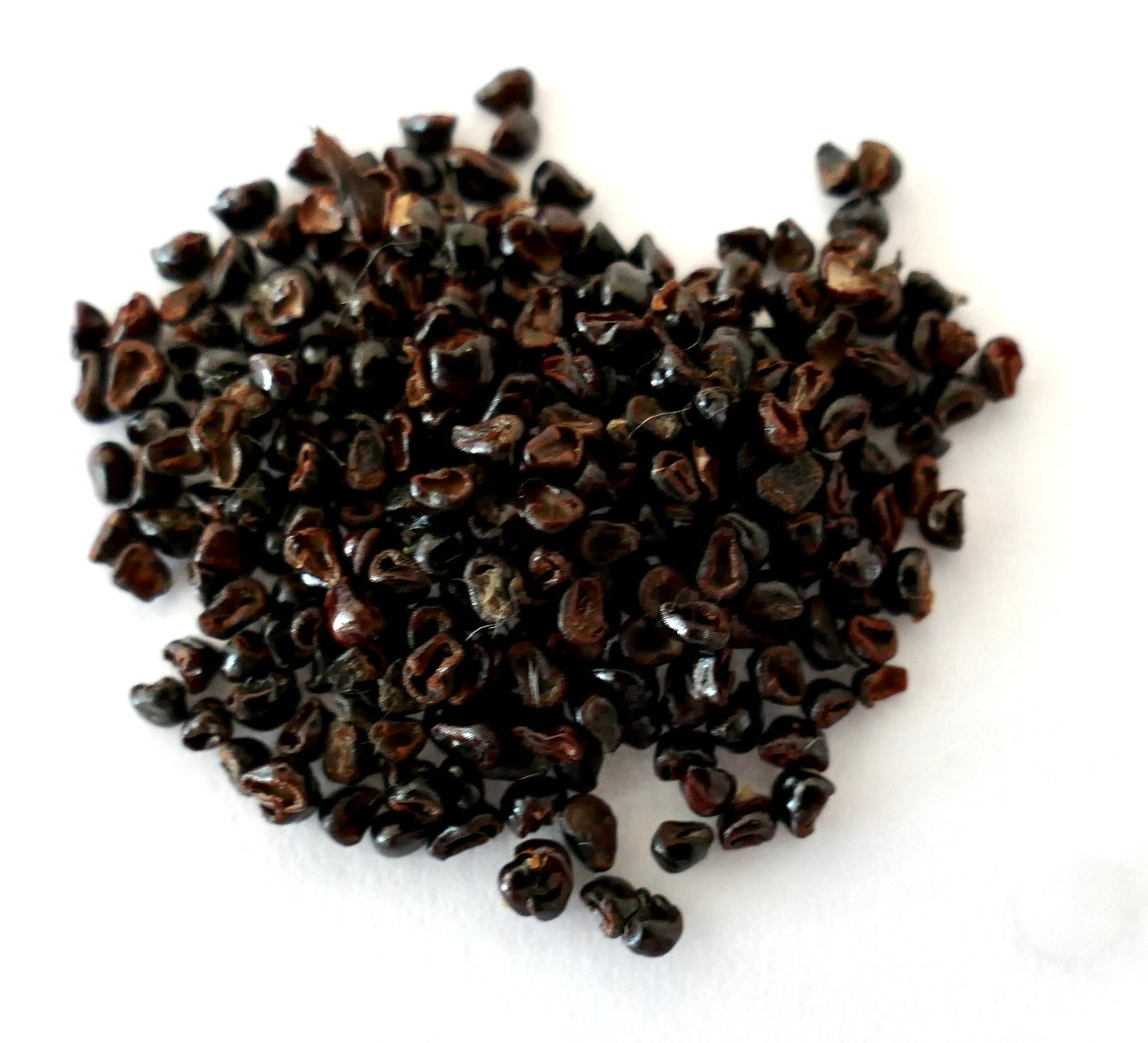 Astrophytum myriostigma cv ONZUKA WHITE cactus seeds close-up on white background