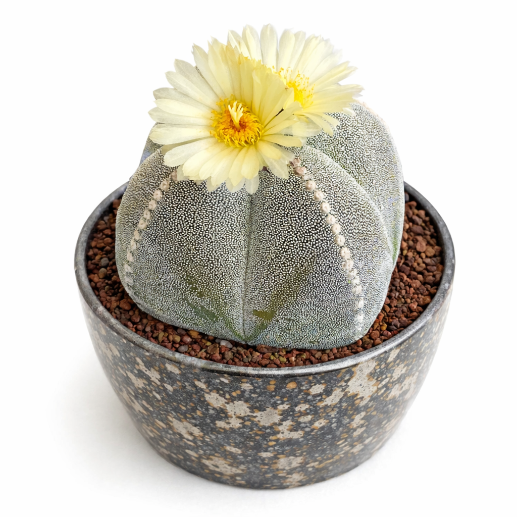 Astrophytum myriostigma var. quadricostatum flowering rare succulent cactus in decorative pot