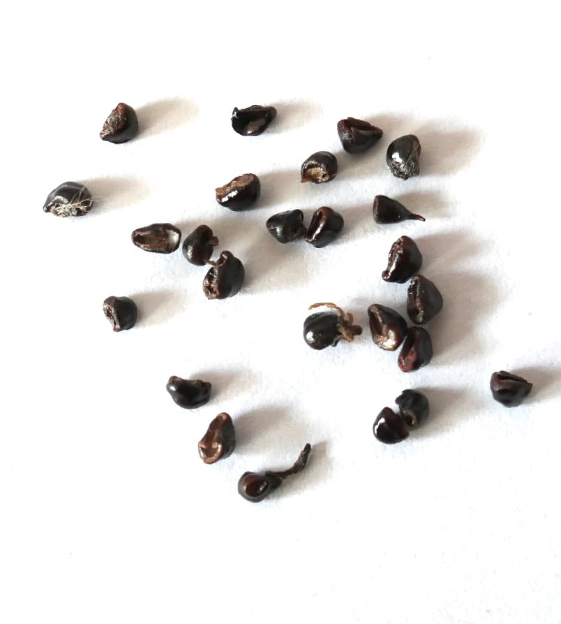 Astrophytum myriostigma var. quadricostatum dark cactus seeds on white background