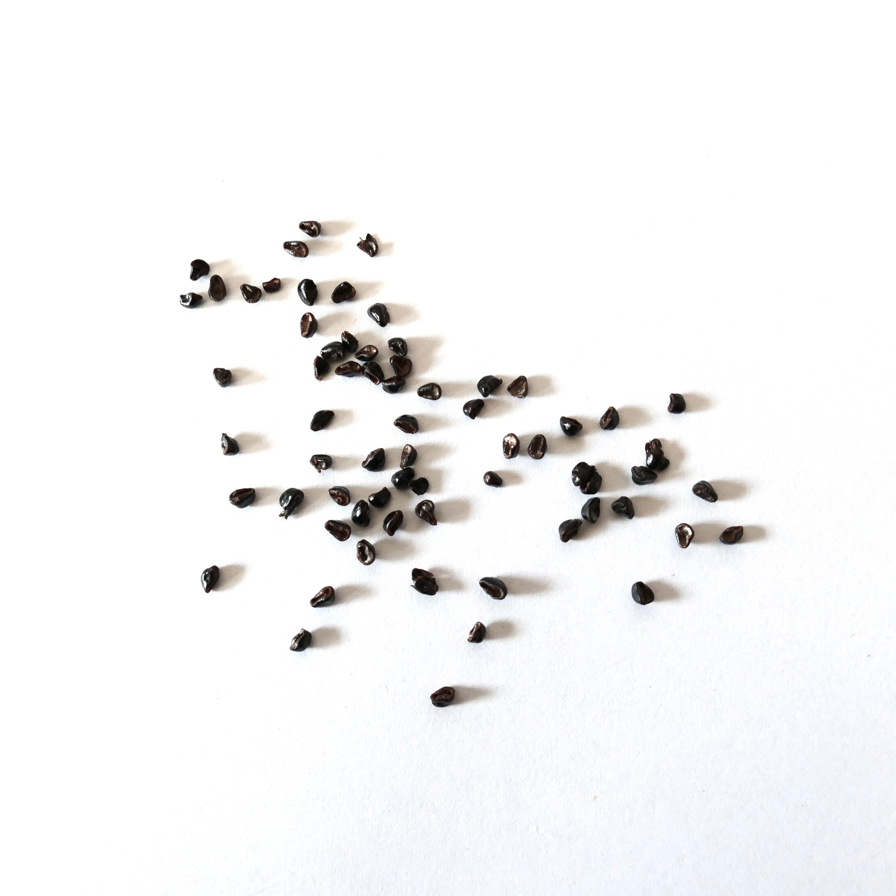 Astrophytum myriostigma var. strongylogonum cactus seeds scattered on white background