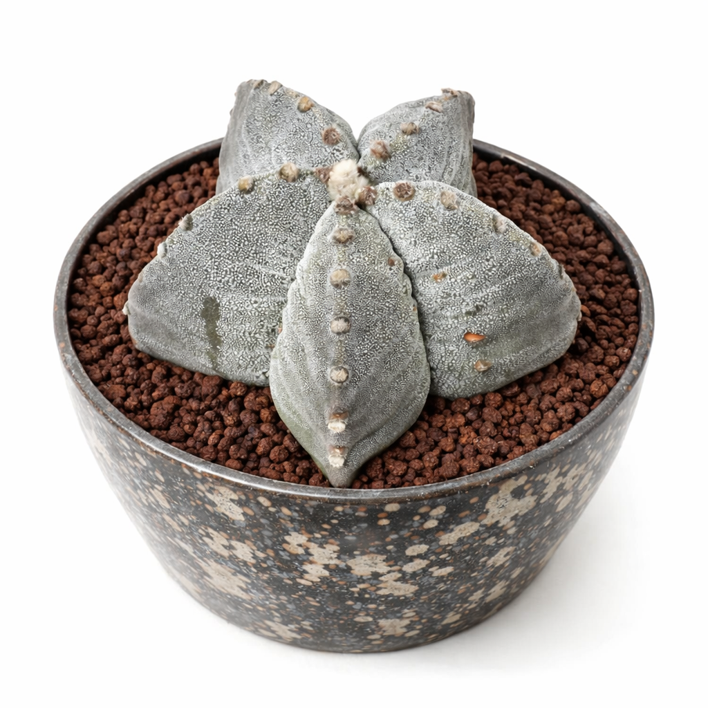 Astrophytum myriostigma var. strongylogonum rare star-shaped succulent cactus in decorative pot