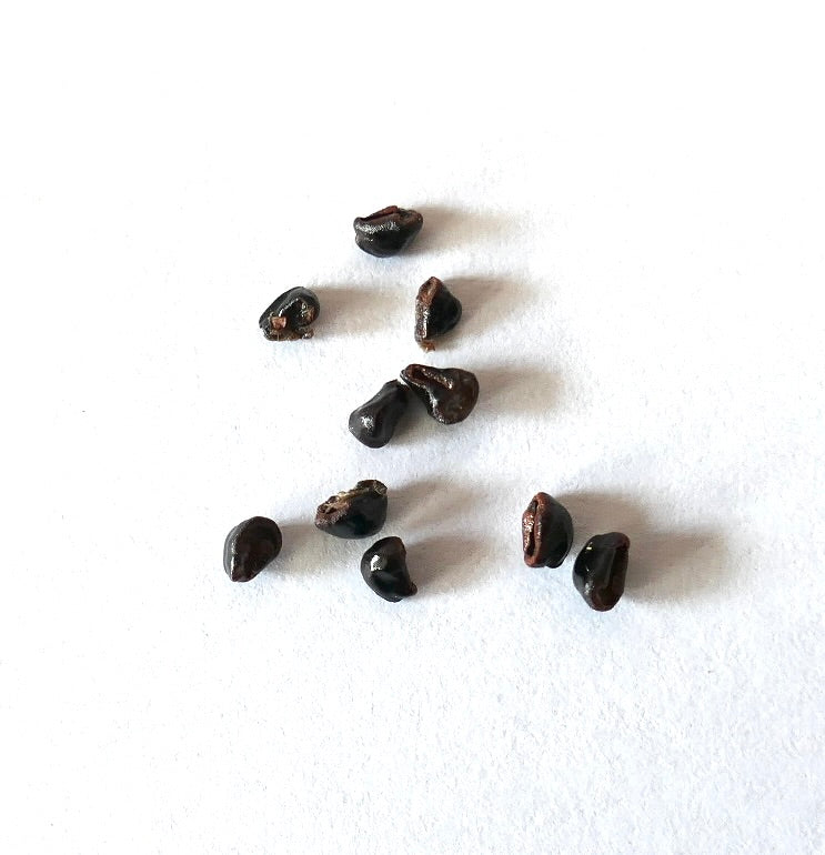 Astrophytum myriostigma var. strongylogonum cactus seeds on white background
