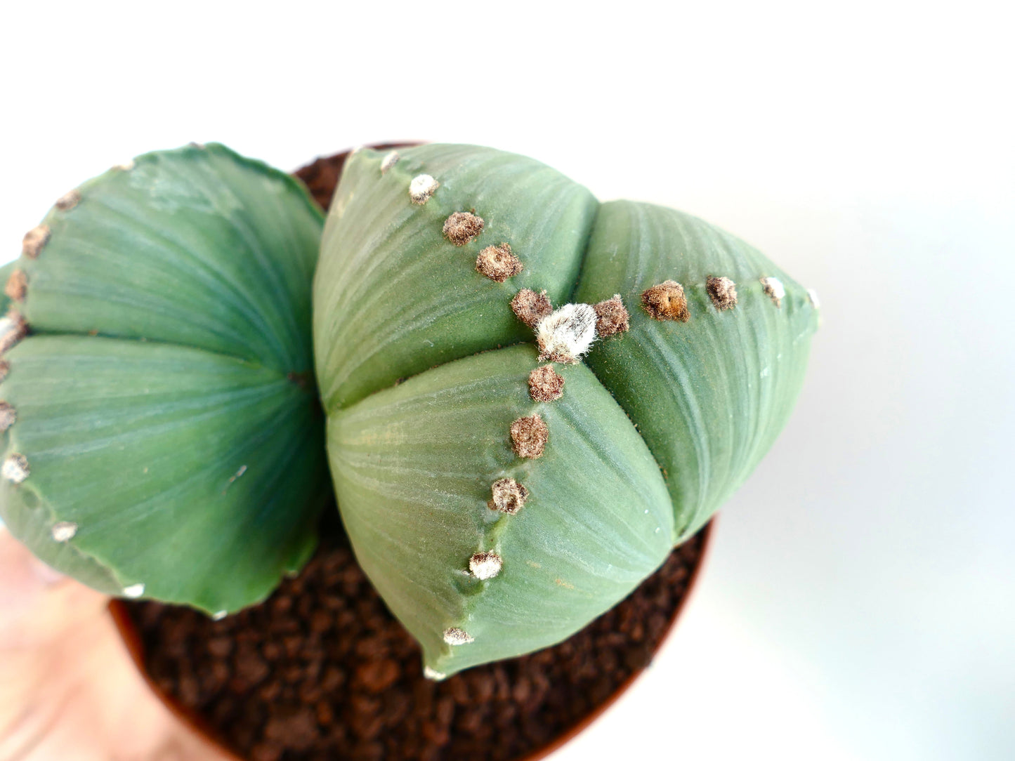 Astrophytum myriostigma var. tricostatum rare succulent cactus with star-shaped green stems and woolly areoles