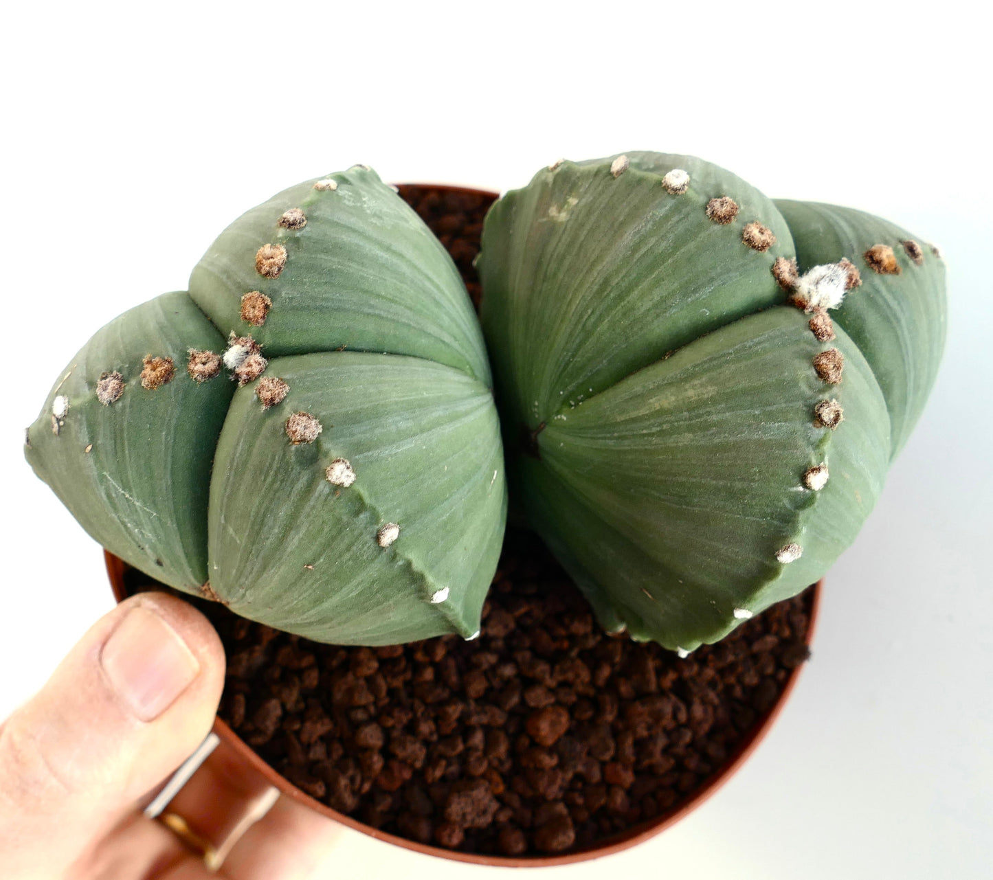 Astrophytum myriostigma var. tricostatum rare succulent cactus with ribbed green stems and white areoles in pot