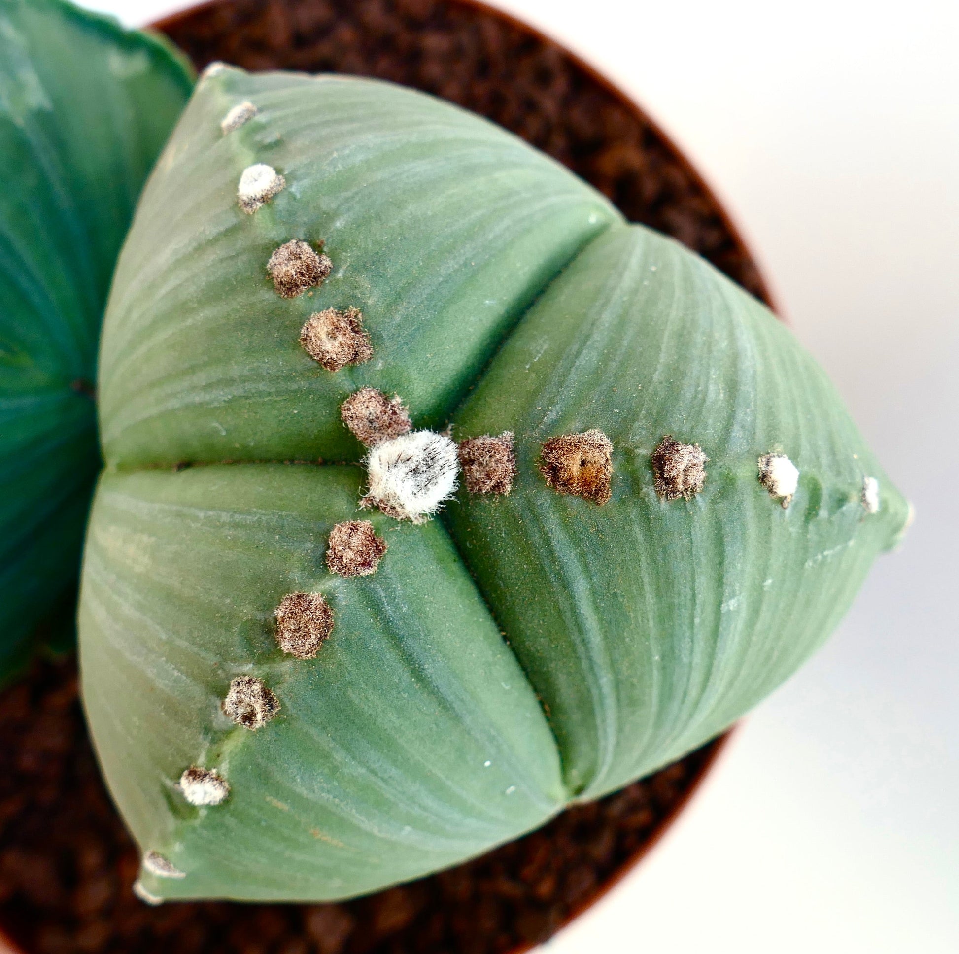 Astrophytum myriostigma var. tricostatum rare star-shaped green cactus with woolly areoles