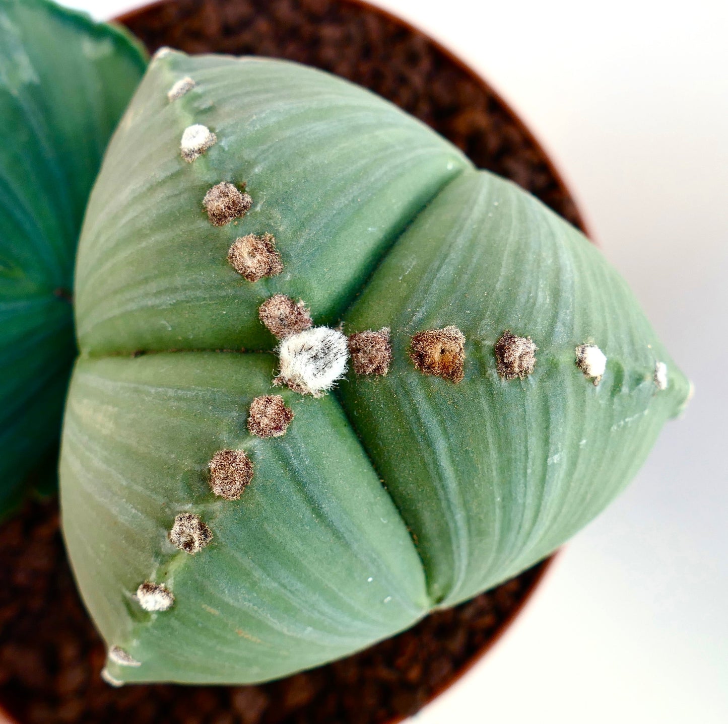 Astrophytum myriostigma var. tricostatum rare green star-shaped cactus with woolly areoles