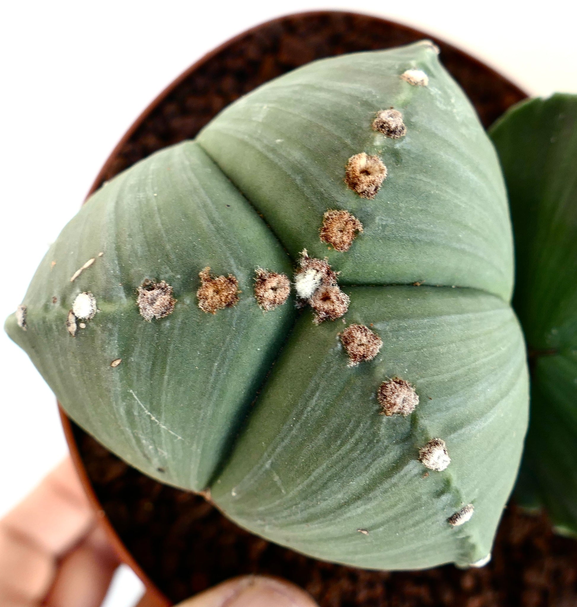 Astrophytum myriostigma var. tricostatum rare succulent cactus with smooth green ribs and woolly areoles