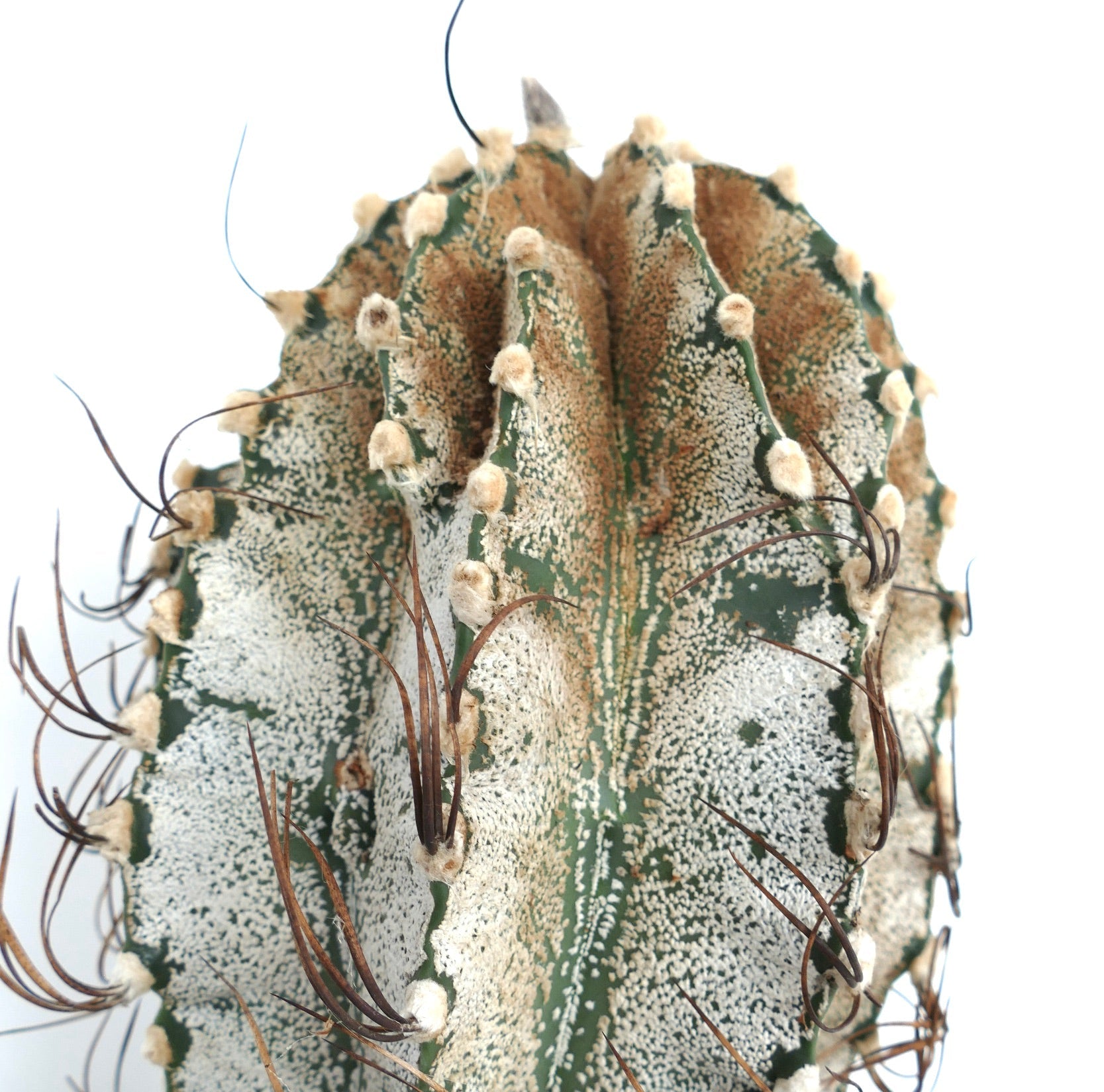 Astrophytum niveum cactus with white speckled ribs and long brown spines close-up