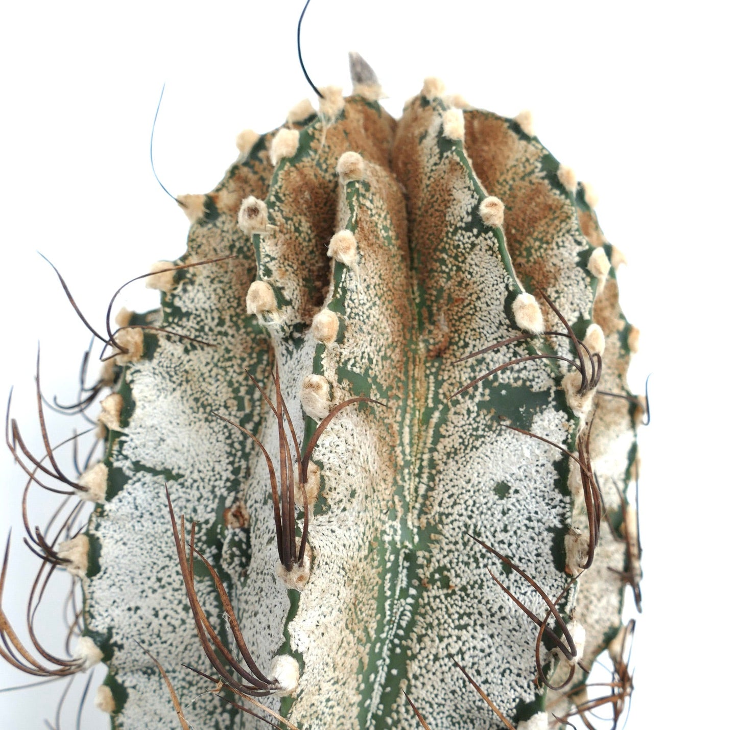 Astrophytum niveum cactus with white speckled skin and long brown spines close-up