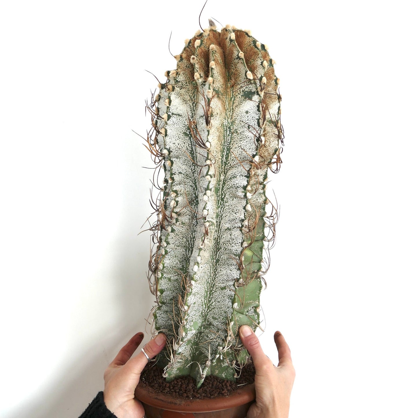 Astrophytum niveum cactus with white speckled ribs and long brown spines in terracotta pot